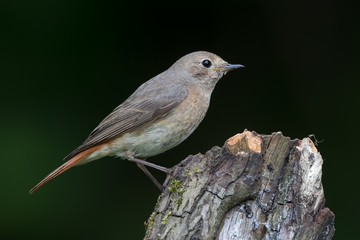 Redstart Female Perched