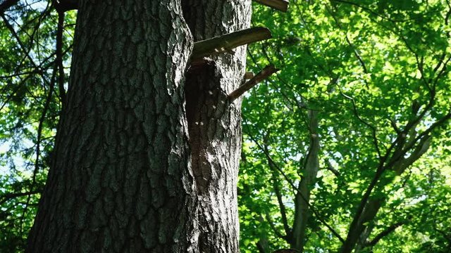 Honeycomb, Bees or Wasps Nest in a Tree Trunk in the Forest in Summer. 4K