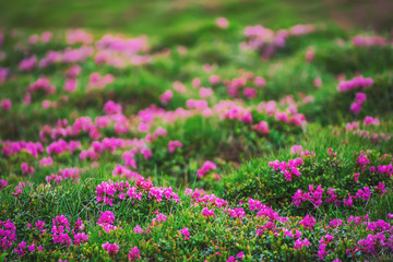 Rhododendron flowers in nature