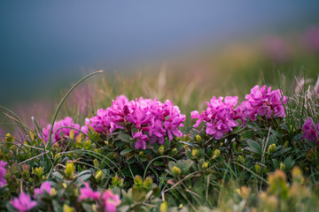 Rhododendron flowers in nature