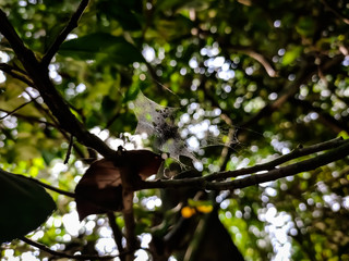 Natural macro shot in the forest.