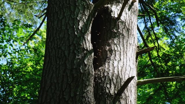 Honeycomb, Bees or Wasps Nest in a Tree Trunk in the Forest in Summer. 4K
