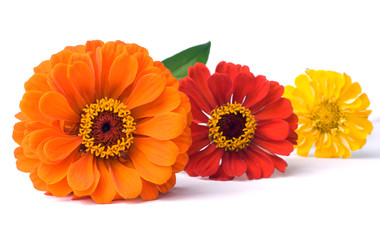 Three zinnia flowers