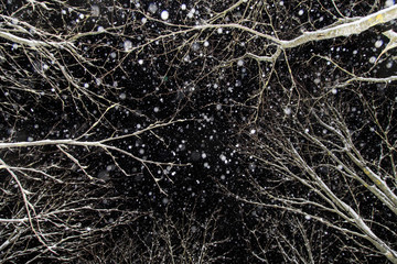 Falling snow, snowfall, winter night. Tree's branches in snow
