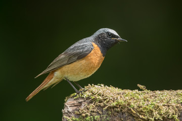 Redstart Male Perched