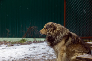 mongrel unleashed dog