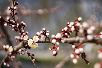 Cherry blossoms in spring. Beautiful bokeh in the background.