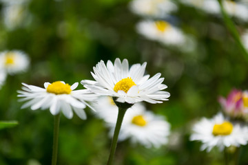 Fototapeta premium Closeup of a white daisy in the field