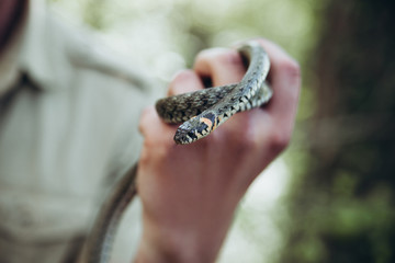 A man holds a snake in his hand. Close-up