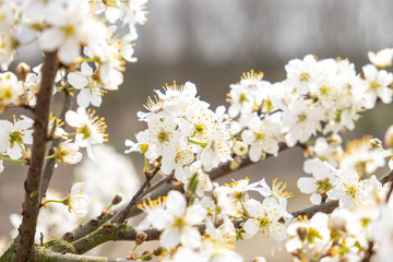 Prunus cerasifera Kirschpflaume Detail Blüte