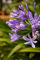 Purple flower