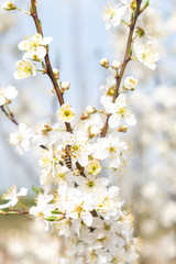 Prunus cerasifera Kirschpflaume Detail Blüte