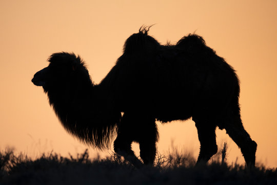 Silhouette of a Bactrian camel