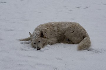 Samoyed dog lies on white snow in the fresh air.