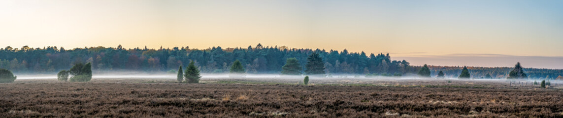 Panoramic view of misty fog above heathland with pine forests in Luneberg Heide woodland - obrazy, fototapety, plakaty
