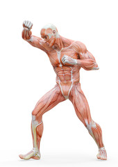 muscleman anatomy heroic body doing a fight pose in white background
