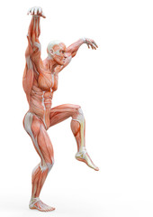 muscleman anatomy heroic body doing a karate pose in white background