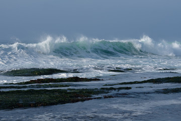 Pacific coast of the USA. Exotic landscape, rich flora and fauna and big waves.
