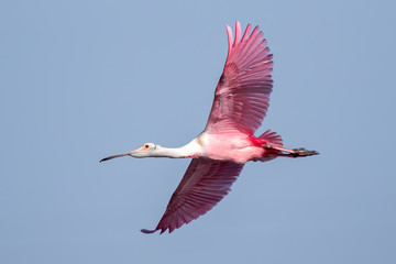 Roseate Spoonbill Flying