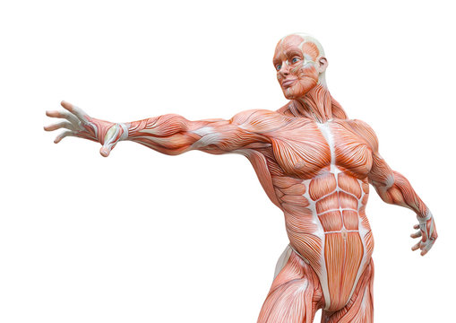 muscleman anatomy heroic body is trying to reach in white background