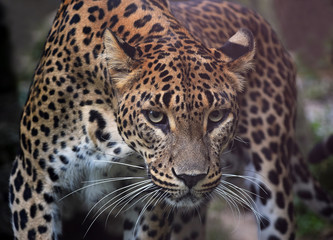 Fototapeta na wymiar Close-Up Of Leopard