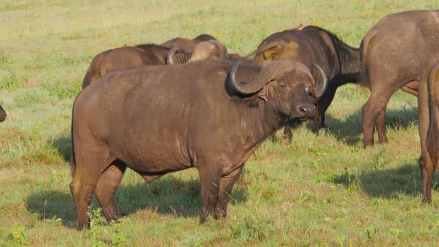 Buffalo taking pauze while the rest of the herd continious