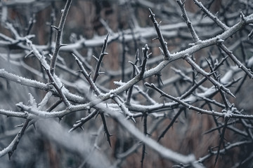 Pflanzen im Winter