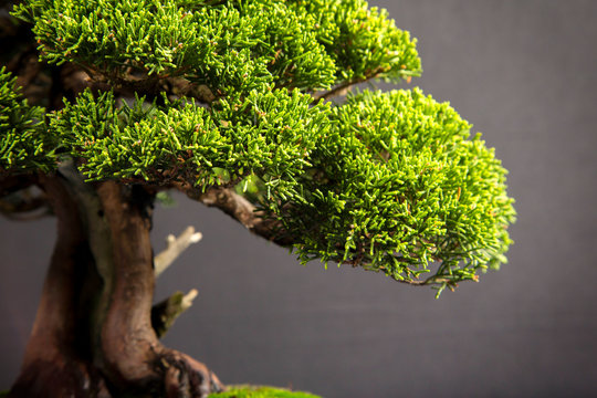 Bonsai juniperus chinensis itoigawa detail isolated on black background