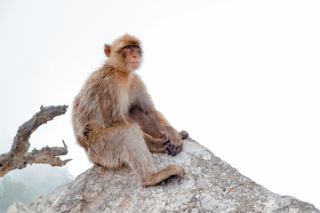 Affen, Gibraltar
