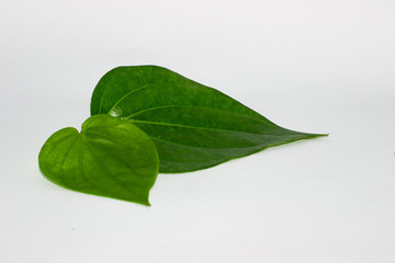 Shrub, naturally isolated tropical leaves against a white background.