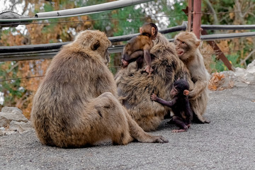 Affen, Gibraltar