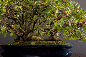 Bonsai Zelkova Serrata exposed on table isolated on black background