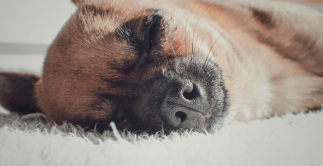 Closeup of brown chihuahua lying on a white blanket