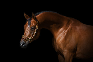 Fototapeta na wymiar Portrait of a beautiful chestnut arabian horse on black background isolated