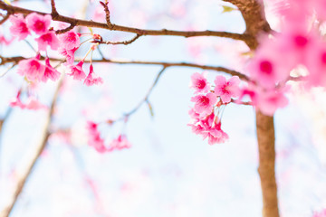 Soft focus Cherry Blossom or Sakura flower on white background with nature sun light, Pink flowers.