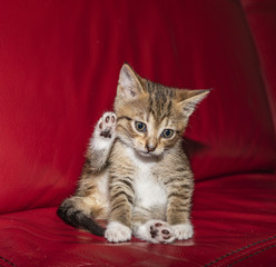 European Shorthair kitten begins to wash.