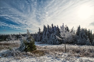 Verschneiter Wald im Winter bewölkter Himmel