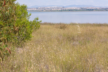 Gräser am See