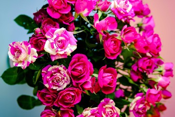 Pink roses on pink background