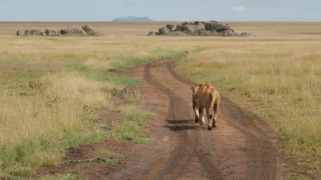 Male lion chases a female in Serengeti Tanzania