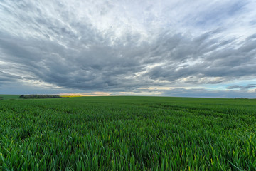 Detail in Bourgogne countryside, France.