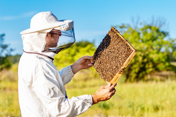 Young beekeeper working in the apiary. Beekeeping concept. Beekeeper harvesting honey