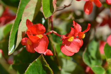 Dragon Wing Red Begonia