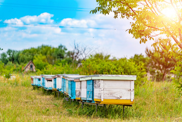 Life of bees. Worker bees. The bees bring honey