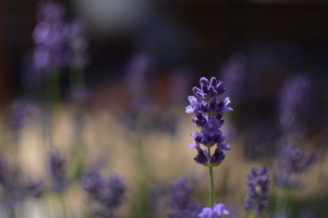 Lavendel2