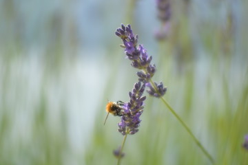 Lavendel Hummel1