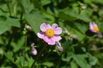 Fototapeta premium Japanese anemone