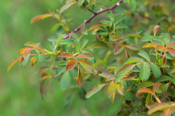 tree branch in spring, fresh green leaves