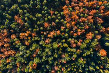 Overhead drone shot of yelow green pine trees by pathway in Luneberg Heide forests