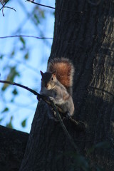 squirrel on a tree